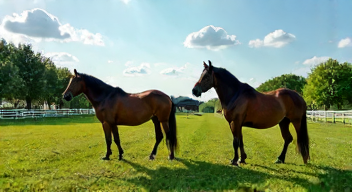 Soziale Aspekte der Pferdezucht (6/10)