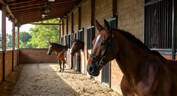 Die besten 8 Tipps bei Tierschutz im Pferdesport