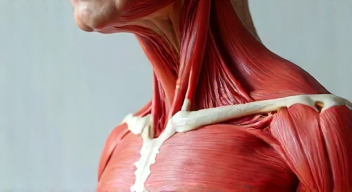 Einblick in die Anatomie des Bewegungsapparates (2/10)