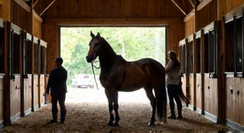 Einfluss der Trainer auf die Pferdeentwicklung