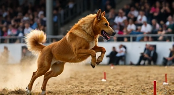 Perspektiven zu Hengstleistungsprüfungen sind vielfältig