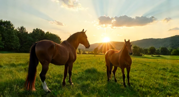 Perspektiven zu Pferdezucht und Zukunftsvisionen