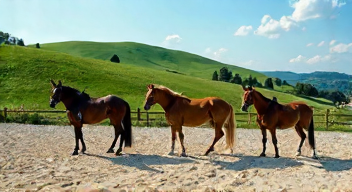 Perspektiven zu Tierschutz im Pferdesport