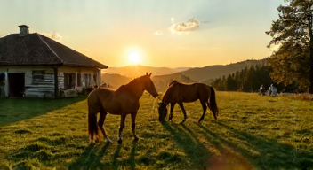 Soziale Perspektiven der Pferdezucht (6/10)