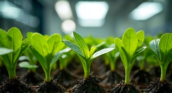 Technologische Innovation in der Zucht (4/10)